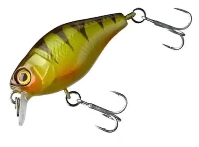 Chubby 38 - Agressive Perch