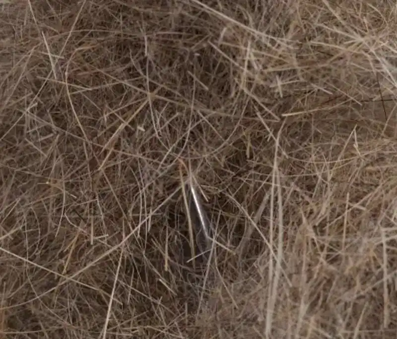 Argentinian Long Hare Dubb - 04 Dun