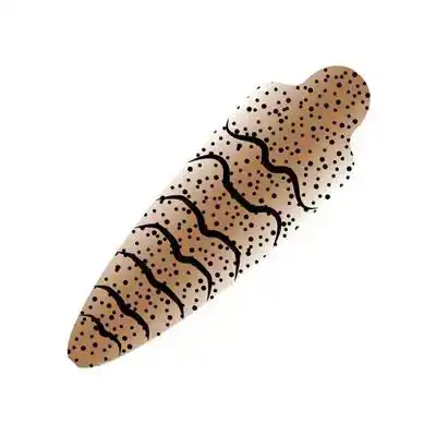 Pro Shrimpshell (No Eyes)