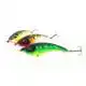 Tyson - Speckled Fire Tiger