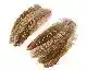 Pheasant Cock Ringneck Wing Quills