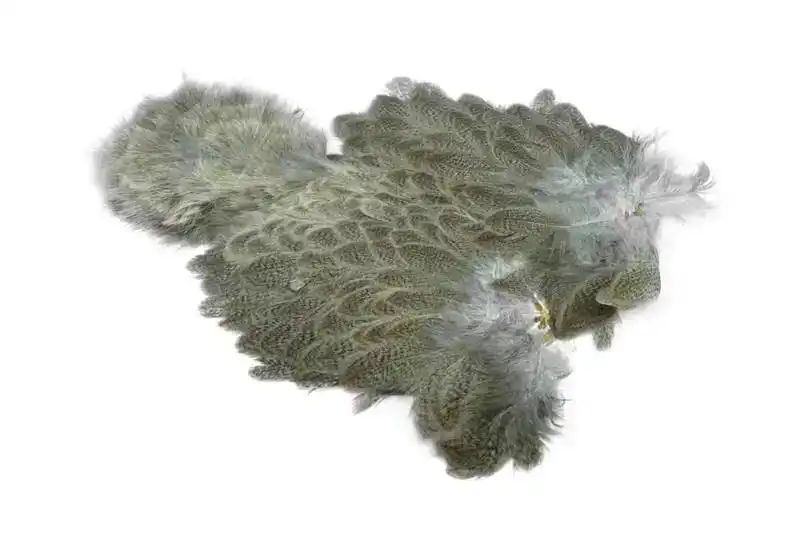 Brahma Hen SH/C Mottled Grey