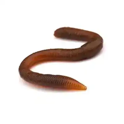 Freestyle Twitch Worm - Glow