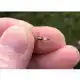Swivel Protector Beads - Large