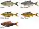 3D Line Thru Roach - 25 cm - Sinking  - Black