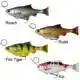 4D Line Thru Pulse Tail Roach - 18 cm - Slow Sink - Fire Tiger
