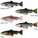 4D Line Thru Pulse Tail Trout - 20 cm - Slow Sink - Rainbow Trout