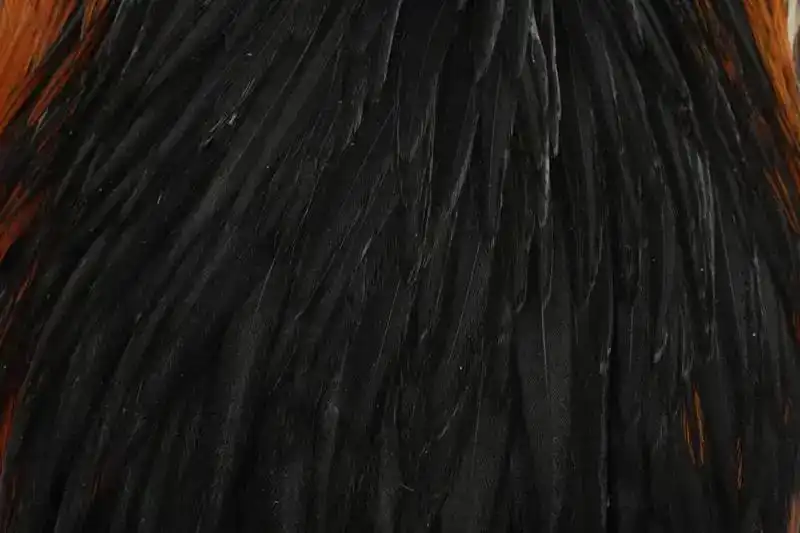 Hebert Hen Cape Black