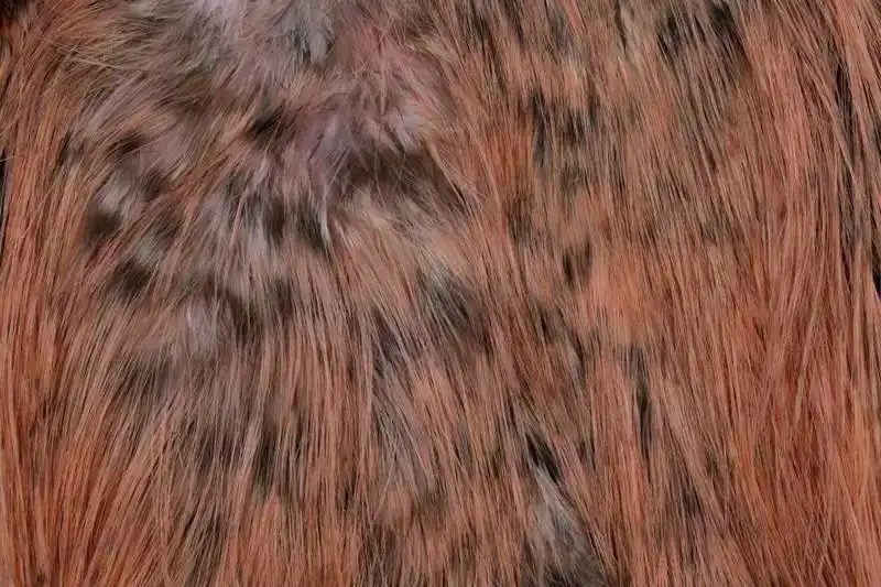 Spey Hackle Rooster Saddle Bronze Grizzly dyed Salmon