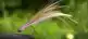 SA280 Minnow #1
