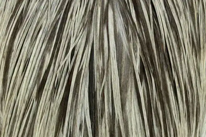 Hebert Pro Grade Cape Unique Variant